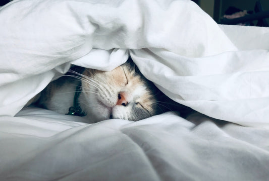 completo letto gatto addormentato